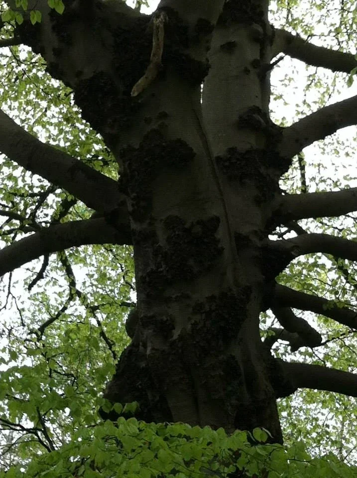 Beech tree trunk and branches seen from below