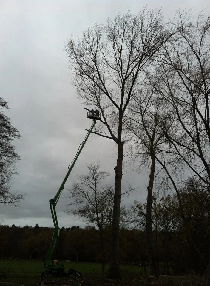 Tree surgeons working beside a cherry picker