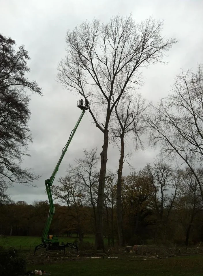 Cherry picker beside tall bare trees