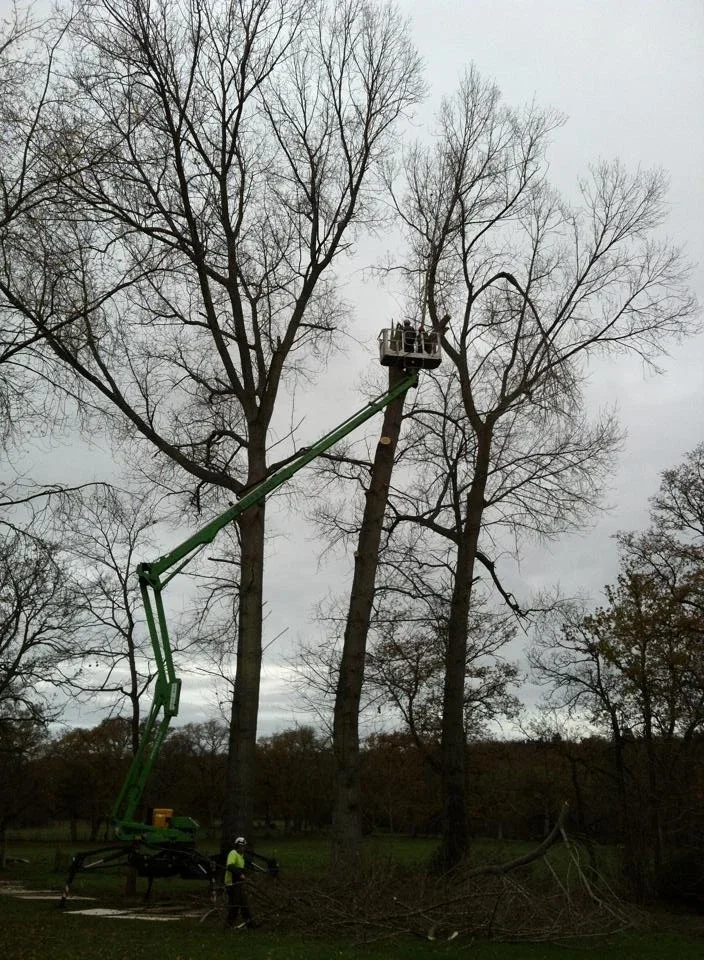 Cherry picker working among tall trees