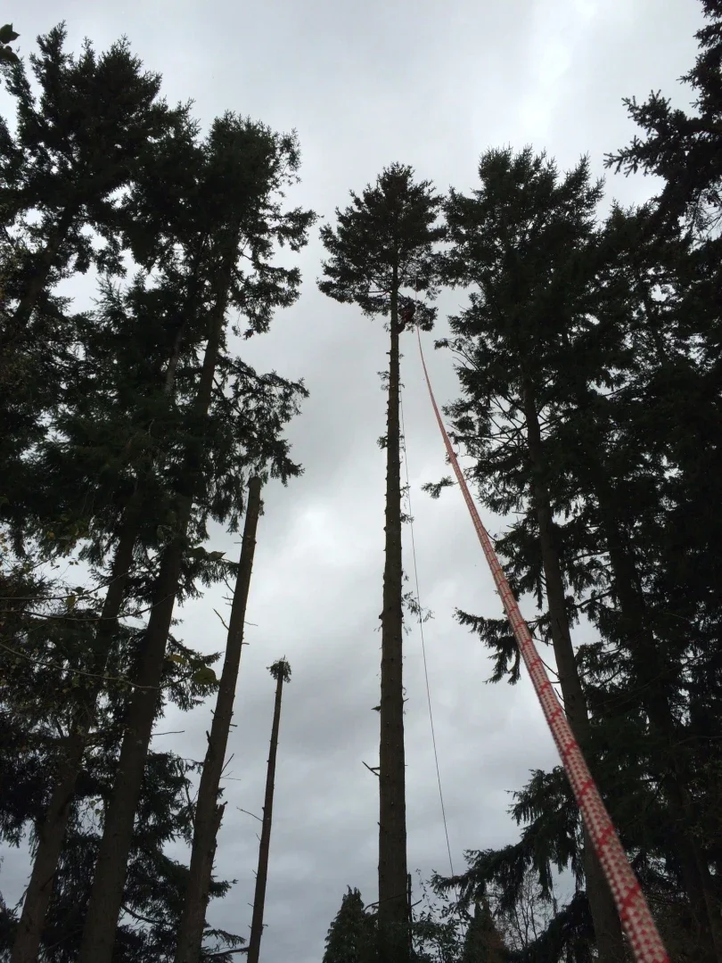 Tree surgeon climbing a tall conifer on a rope