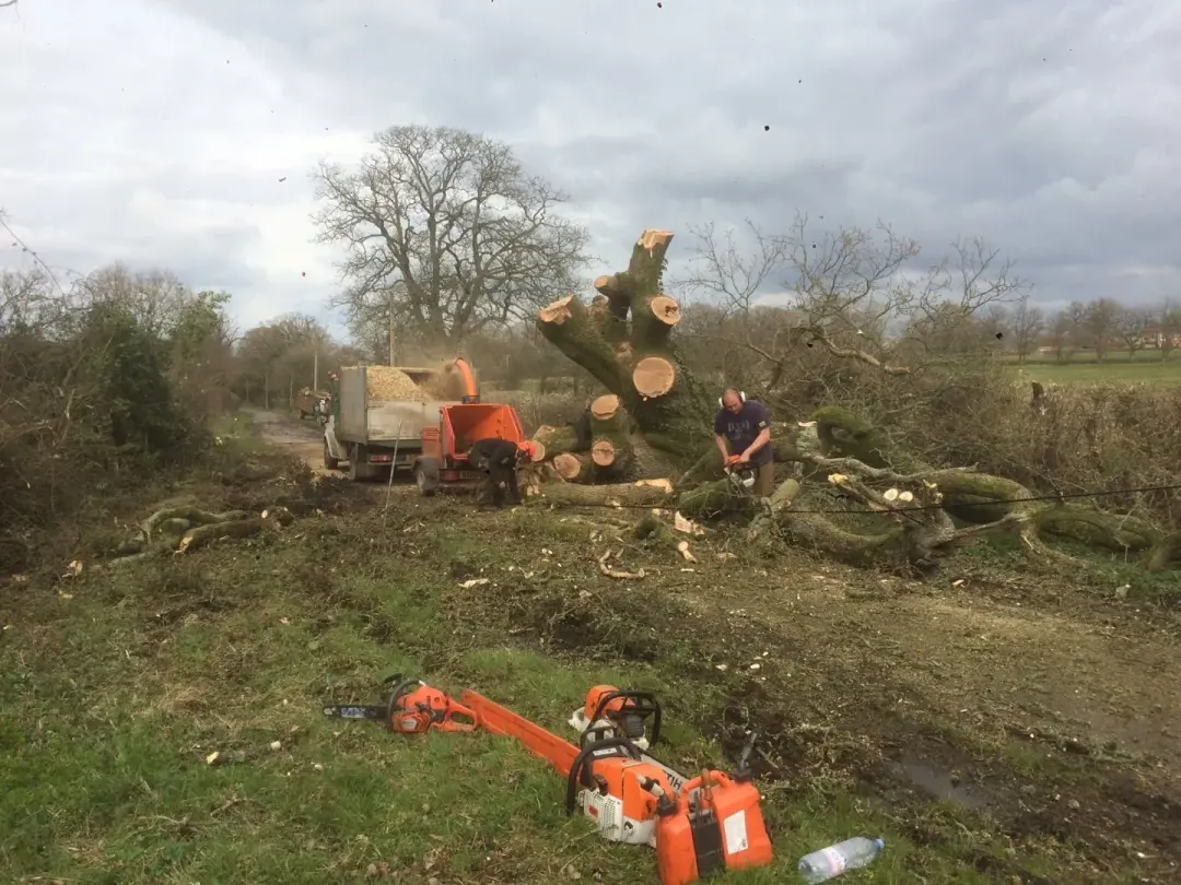 Emergency tree removal in Newbury