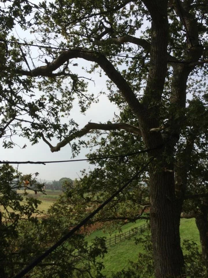 Tree inspections in Newbury