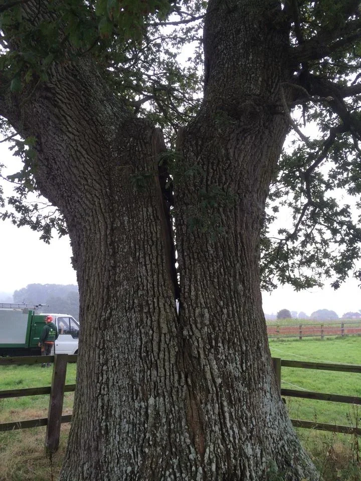 Large oak trunk beside a fence